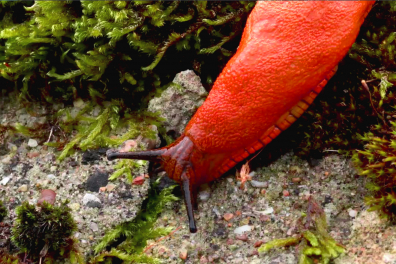 Observation d'une limace rouge - 1mn 40s